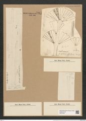 Licmophora flabellata (Carm.) Ag. (de-Toni-Nr.: Genus 86, Species 2953) Zeichnungen Sammlung Grunow Nr. 5967 (NHMW-BOT-W0374443)